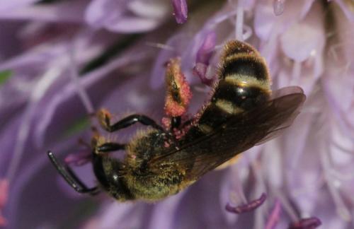 Lasioglossum sextrigatum